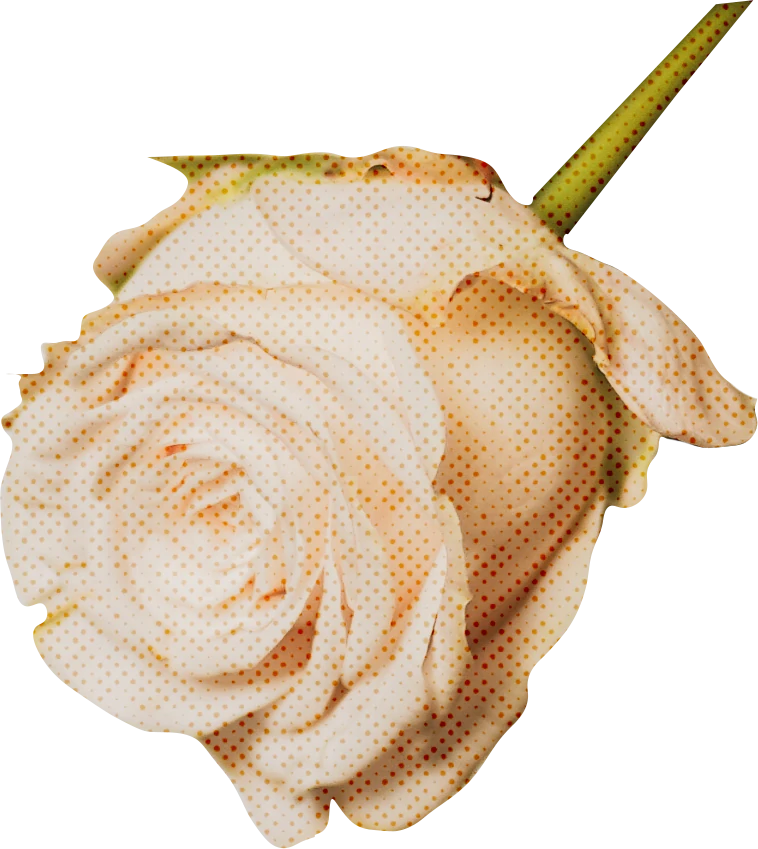 优雅复古花朵花卉植物字母装饰插画无缝背景PNG免抠手账设计素材【017】